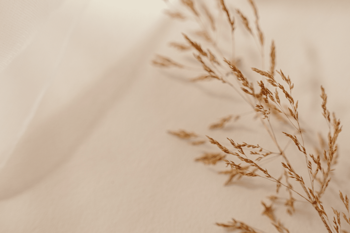 a wheat stem laying against a beige sheet