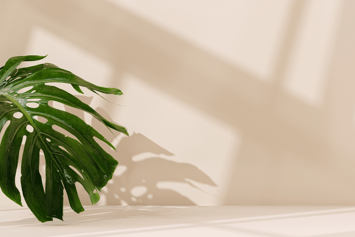 a green plant next to a a wall